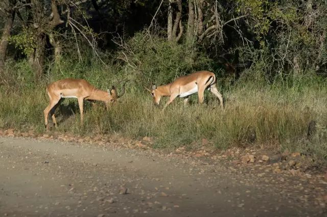 克鲁格国家公园 - 黑斑羚（Impala）、岩羚（Klipspringer）篇