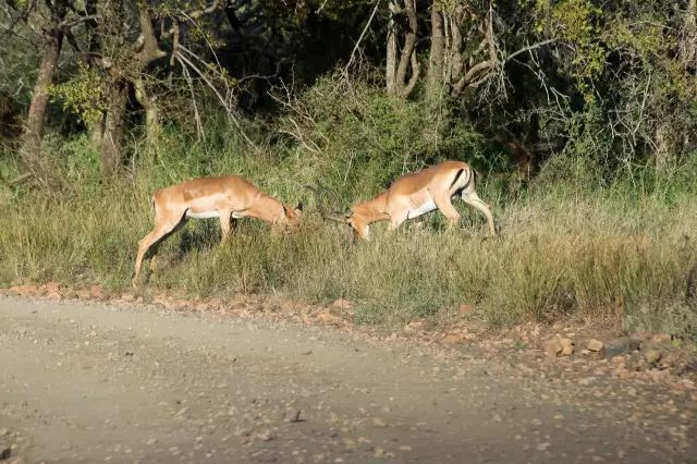 克鲁格国家公园 - 黑斑羚（Impala）、岩羚（Klipspringer）篇