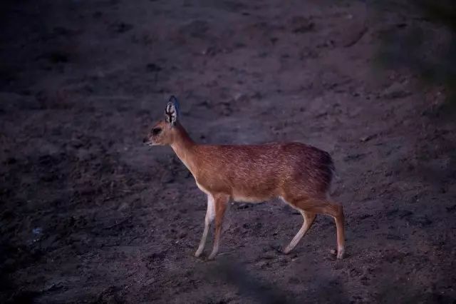 克鲁格国家公园 - 黑斑羚（Impala）、岩羚（Klipspringer）篇