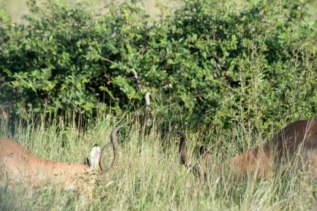 克鲁格国家公园 - 黑斑羚（Impala）、岩羚（Klipspringer）篇