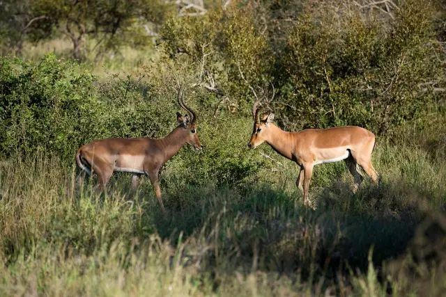 克鲁格国家公园 - 黑斑羚（Impala）、岩羚（Klipspringer）篇