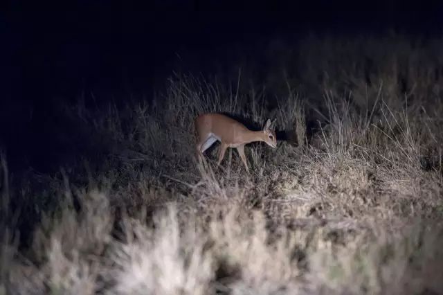 克鲁格国家公园 - 黑斑羚（Impala）、岩羚（Klipspringer）篇