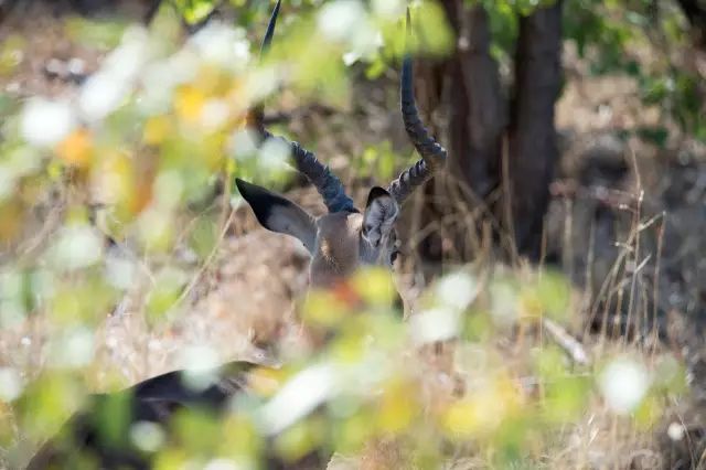 克鲁格国家公园 - 黑斑羚（Impala）、岩羚（Klipspringer）篇