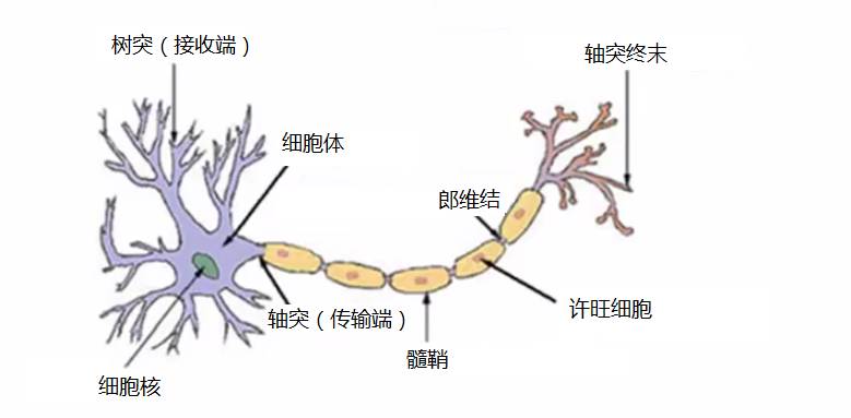 神经网络算法介绍