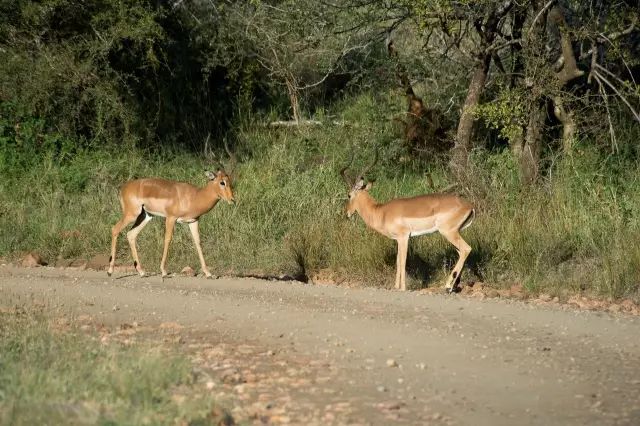 克鲁格国家公园 - 黑斑羚（Impala）、岩羚（Klipspringer）篇