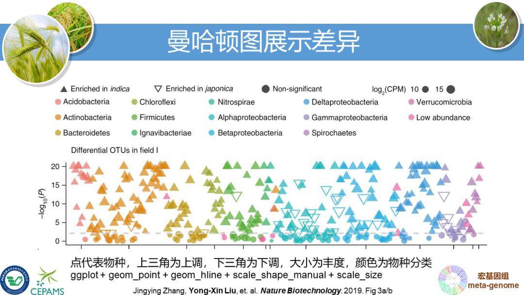 R语言大会：宏基因组数据分析和可视化套路总结