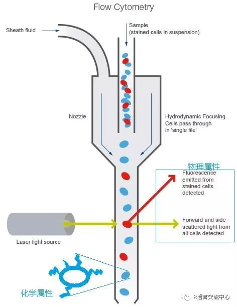 R语言实现流式细胞数据分析