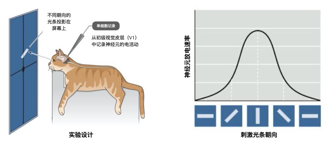 大脑神经网络：不完美的“民主社会”