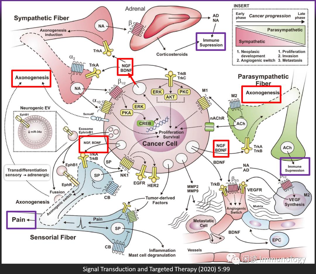 肿瘤构建自己神经网络的机制：轴突新生+神经新生