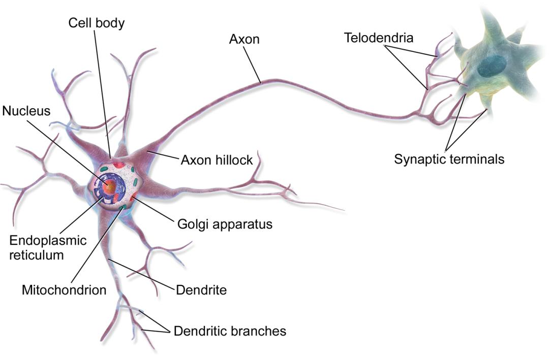 福利 | 从生物学到神经元：人工神经网络 ( ANN ) 简介