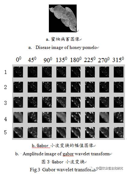 基于最优二叉树支持向量机的蜜柚叶部病害识别方法