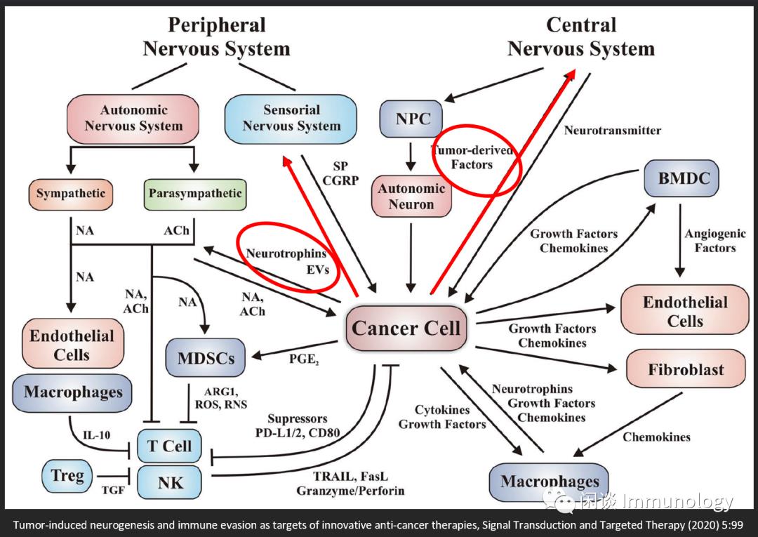 肿瘤构建自己神经网络的机制：轴突新生+神经新生