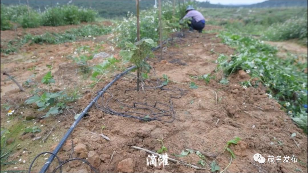 大数据分析定制+远程控制，茂名建成全国首个荔枝“智慧果园”！