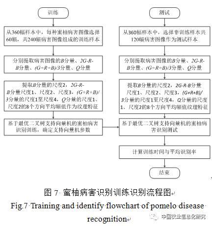 基于最优二叉树支持向量机的蜜柚叶部病害识别方法