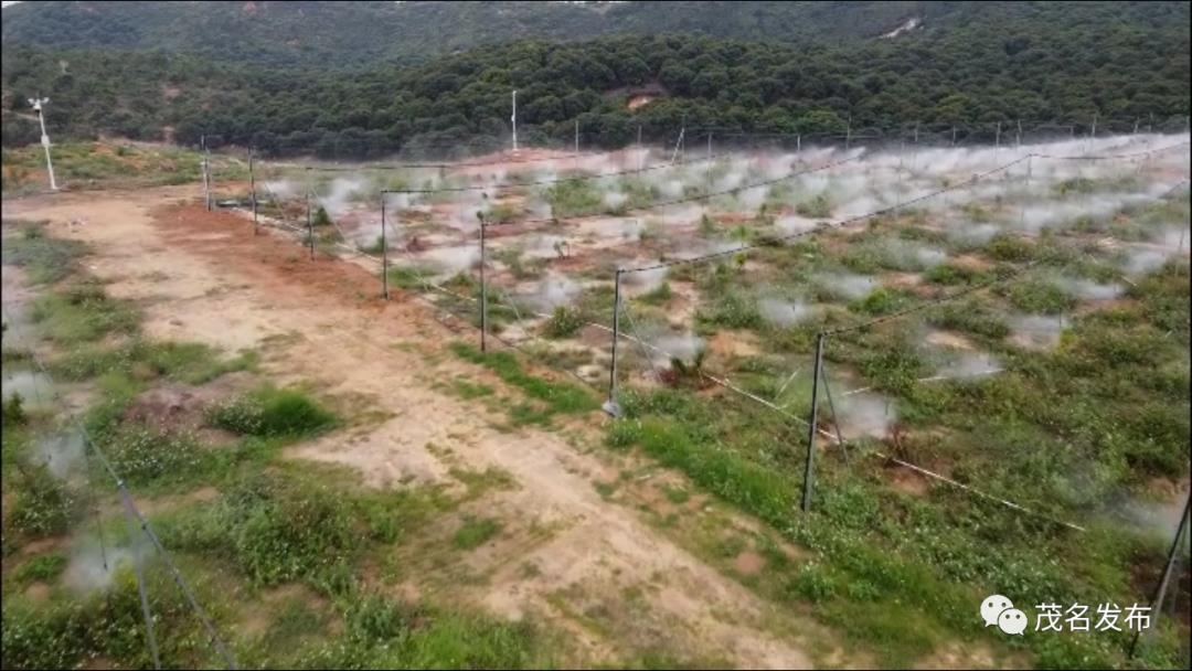 大数据分析定制+远程控制，茂名建成全国首个荔枝“智慧果园”！