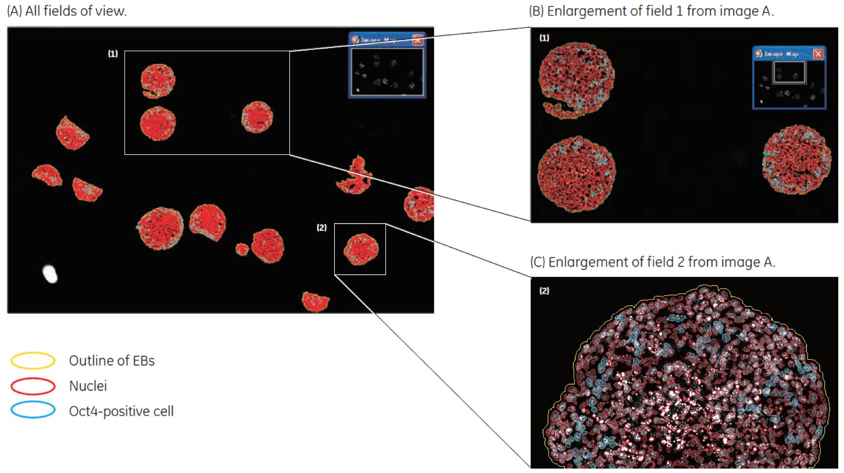 IN Cell Analyzer应用秘籍系列——第一式