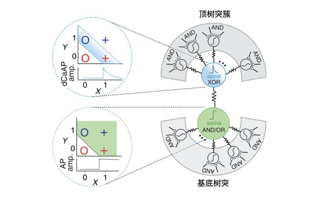 大脑神经网络：不完美的“民主社会”