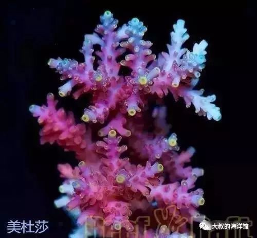 RR（ReefRaft）精品珊瑚图鉴