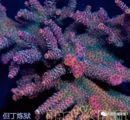 RR（ReefRaft）精品珊瑚图鉴