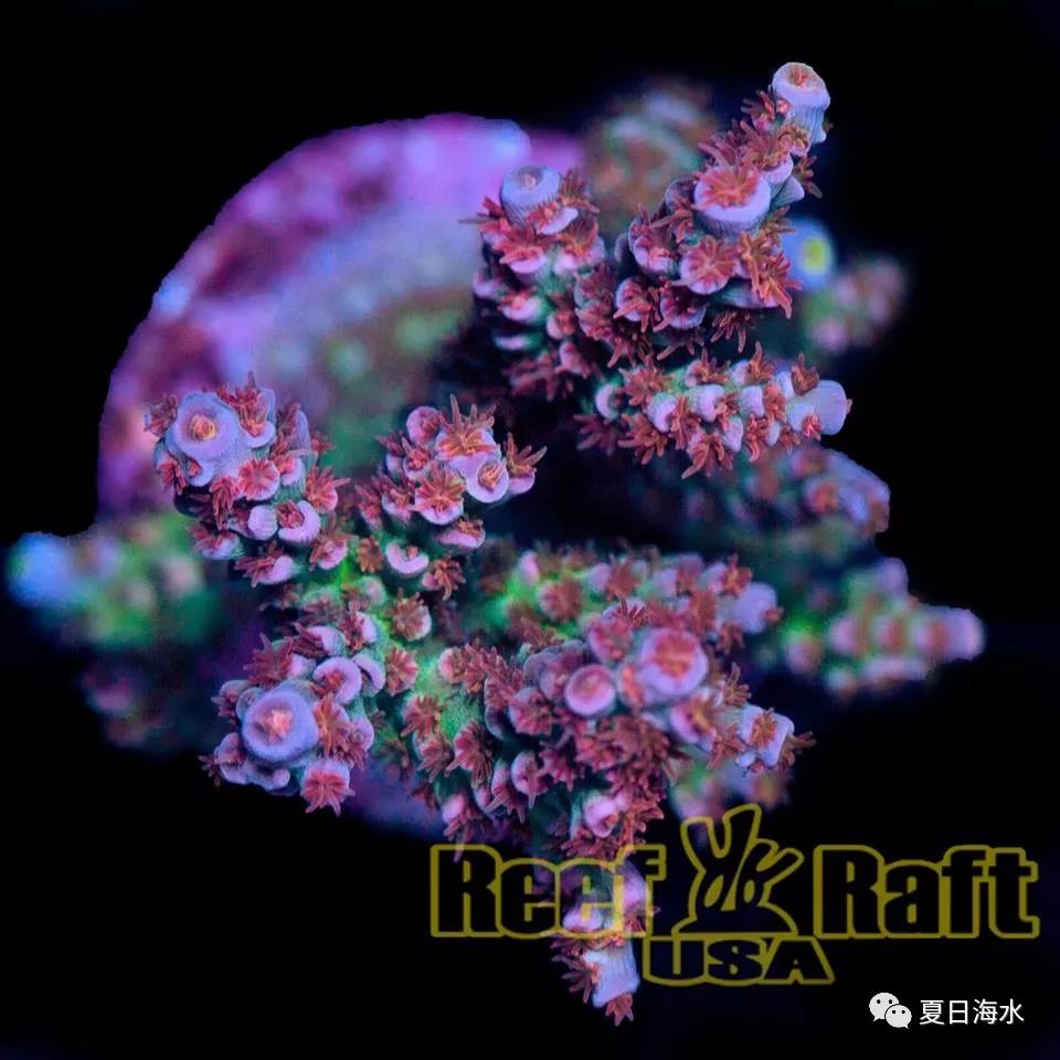 【珊瑚欣赏】美国 Reef Raft 精品珊瑚美图欣赏