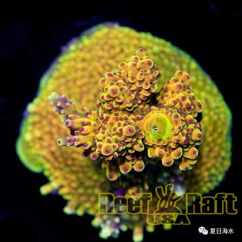 【珊瑚欣赏】美国 Reef Raft 精品珊瑚美图欣赏