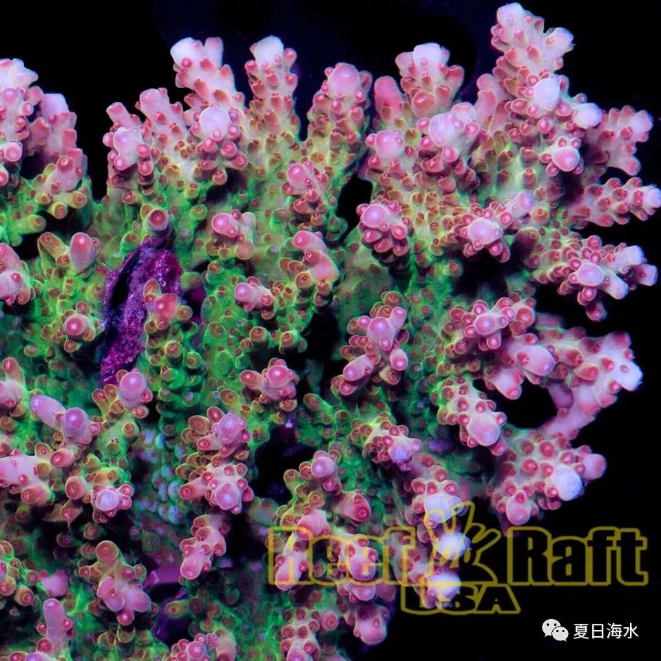 【珊瑚欣赏】美国 Reef Raft 精品珊瑚美图欣赏