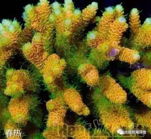 RR（ReefRaft）精品珊瑚图鉴