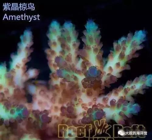 RR（ReefRaft）精品珊瑚图鉴