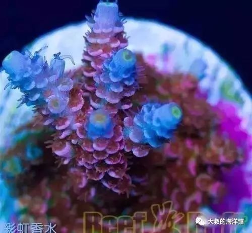 RR（ReefRaft）精品珊瑚图鉴