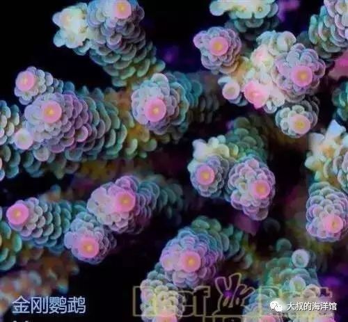 RR（ReefRaft）精品珊瑚图鉴