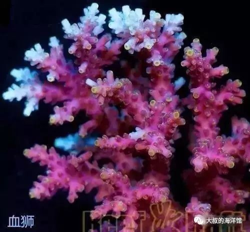 RR（ReefRaft）精品珊瑚图鉴