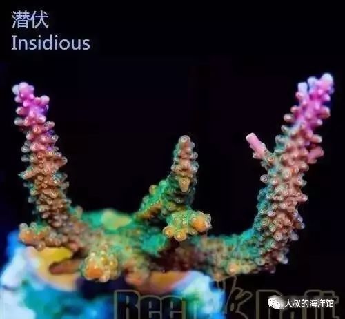 RR（ReefRaft）精品珊瑚图鉴