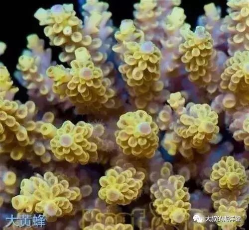 RR（ReefRaft）精品珊瑚图鉴