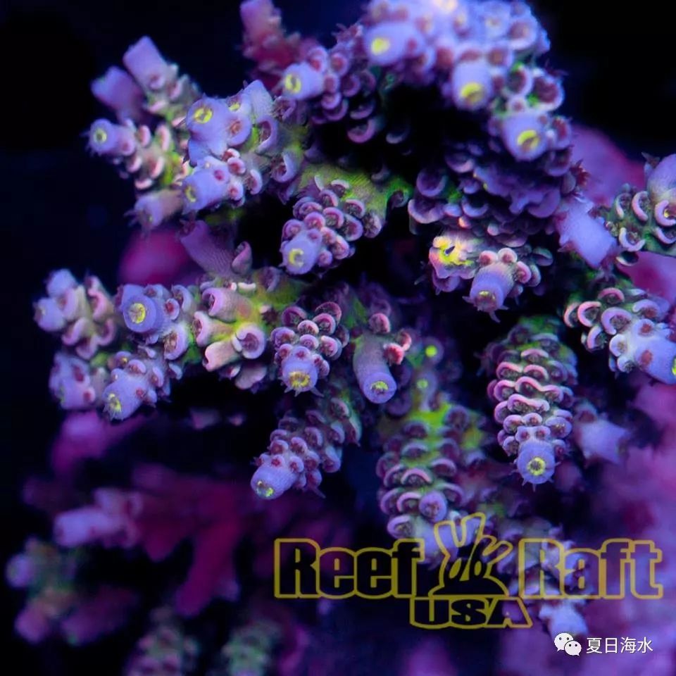 【珊瑚欣赏】美国 Reef Raft 精品珊瑚美图欣赏