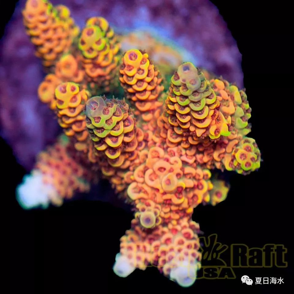 【珊瑚欣赏】美国 Reef Raft 精品珊瑚美图欣赏