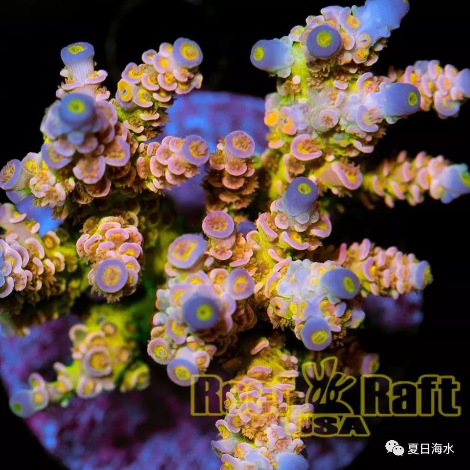 【珊瑚欣赏】美国 Reef Raft 精品珊瑚美图欣赏