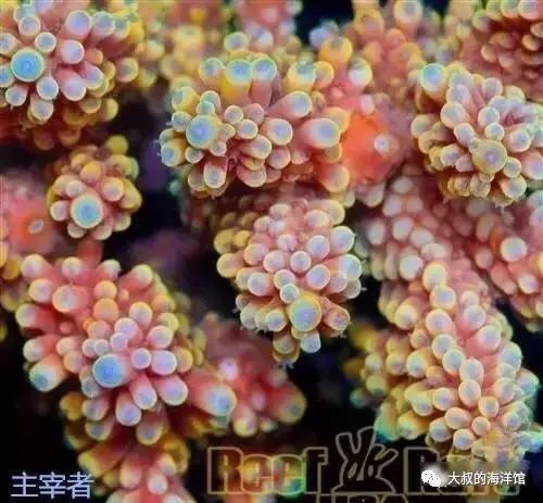 RR（ReefRaft）精品珊瑚图鉴