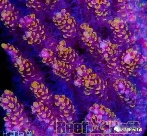 RR（ReefRaft）精品珊瑚图鉴