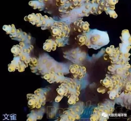 RR（ReefRaft）精品珊瑚图鉴