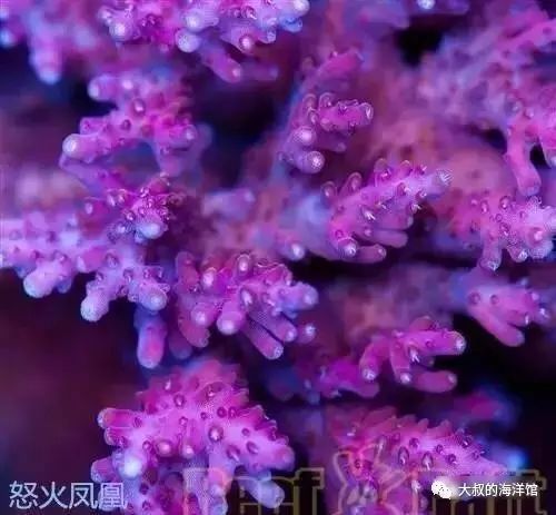 RR（ReefRaft）精品珊瑚图鉴