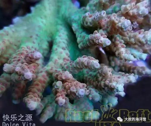 RR（ReefRaft）精品珊瑚图鉴