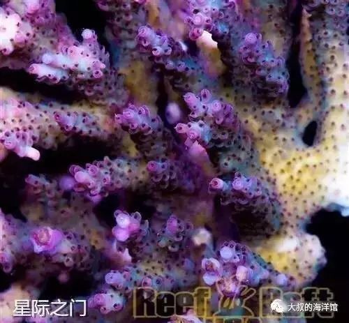 RR（ReefRaft）精品珊瑚图鉴