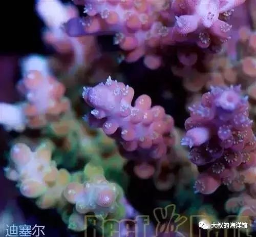 RR（ReefRaft）精品珊瑚图鉴