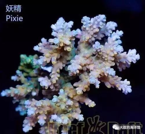 RR（ReefRaft）精品珊瑚图鉴