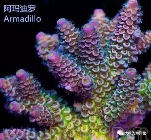 RR（ReefRaft）精品珊瑚图鉴