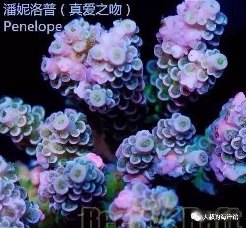 RR（ReefRaft）精品珊瑚图鉴