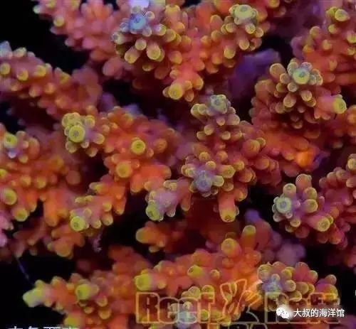 RR（ReefRaft）精品珊瑚图鉴