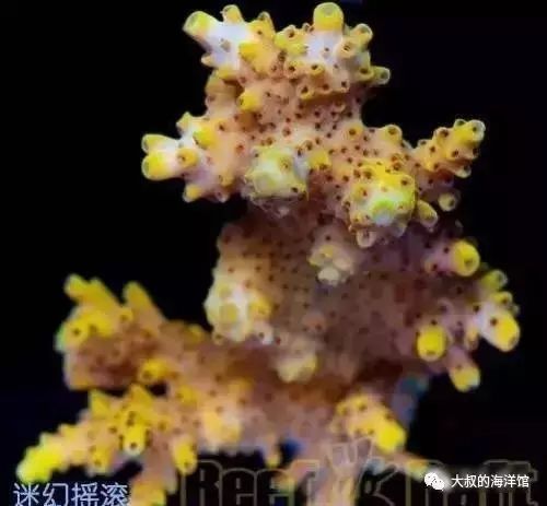 RR（ReefRaft）精品珊瑚图鉴