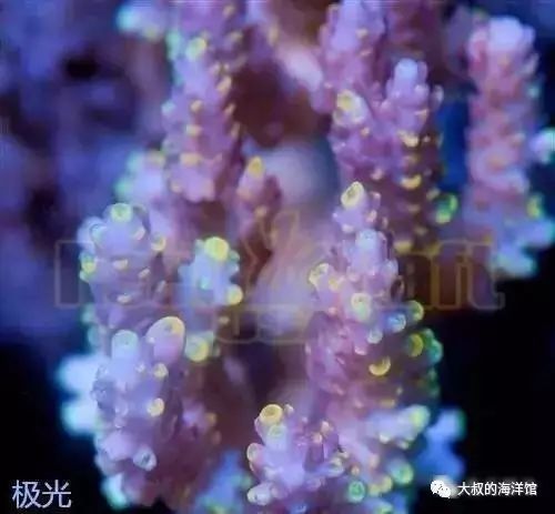 RR（ReefRaft）精品珊瑚图鉴