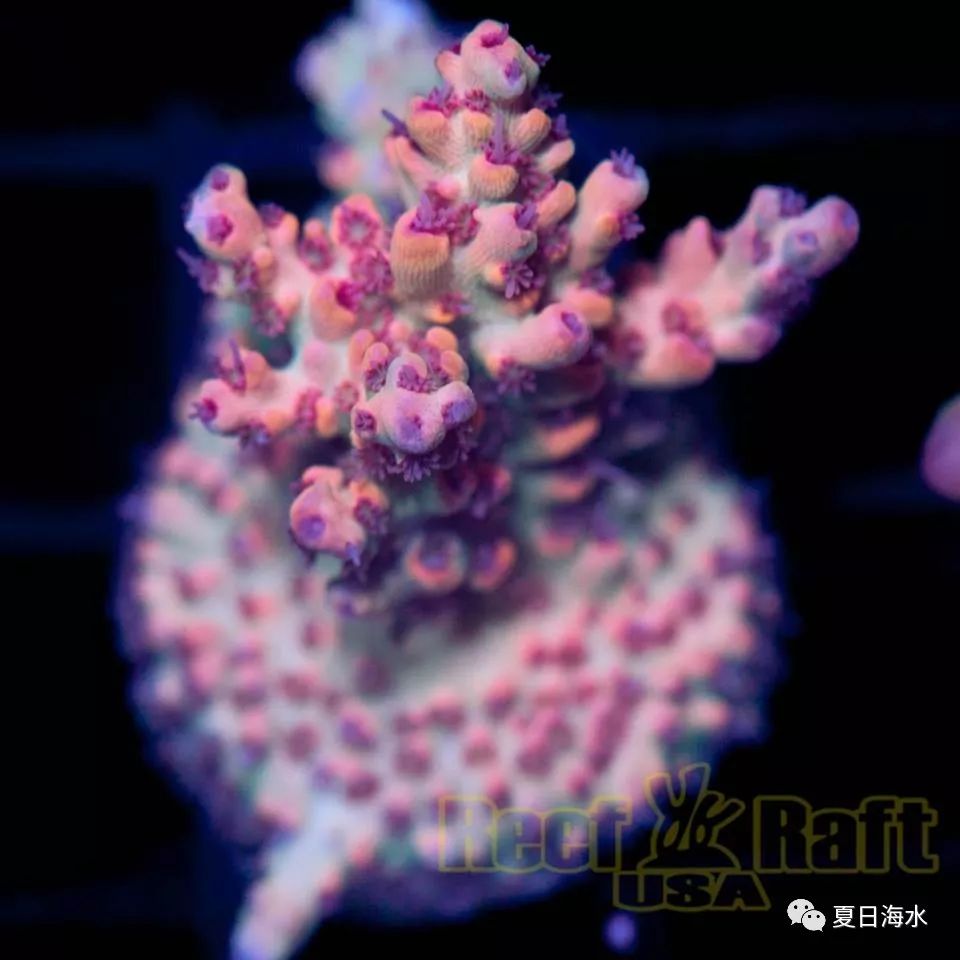 【珊瑚欣赏】美国 Reef Raft 精品珊瑚美图欣赏